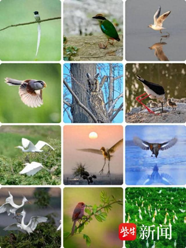 在连云港拍摄到的各种鸟类（资料图片）