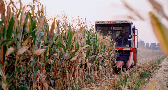图为9月16日，河南滑县瓦岗寨乡农业机械在田间进行收获作业（李帅摄）