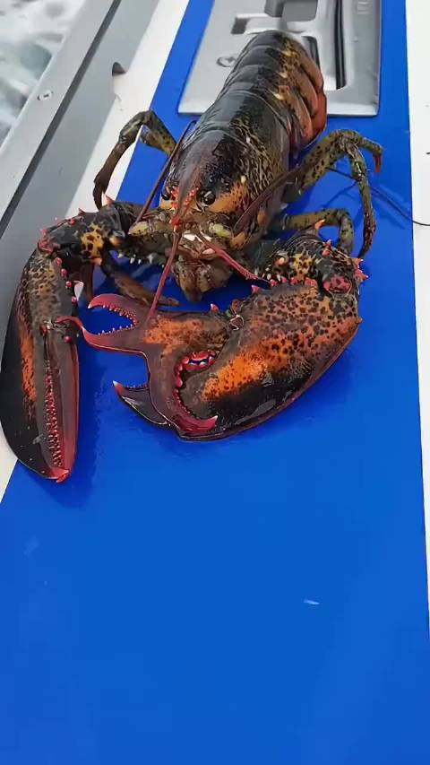 第一次看到大龙虾长了三只钳