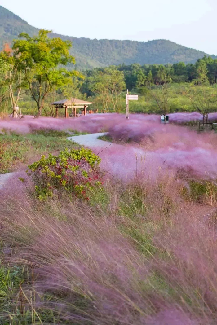 05溧阳别桥原乡粉黛乱子草地址:溧阳市塘马镇别桥原乡花海bie qiao