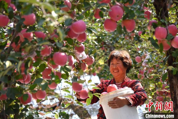 赵东山 摄中共沂源县委书记边江风在苹果节开幕致辞中表示,近年来,该