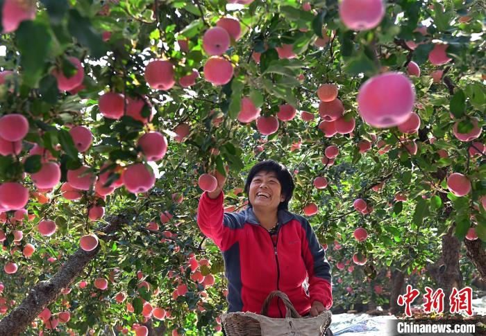 赵东山 摄山东农业大学党委副书记,校长冷畅俭表示,沂源苹果产业承担