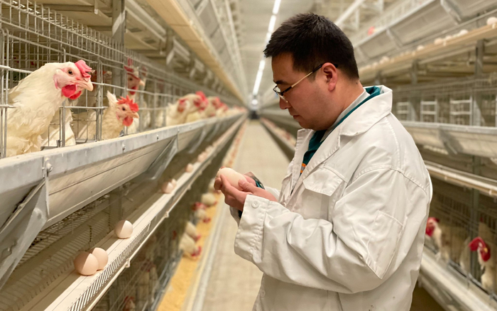 北京峪口禽业育种专家王建华。新京报记者 赵利新 摄