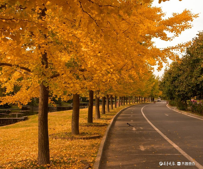 寻找山东最美大学山东科技大学孙恺秋路
