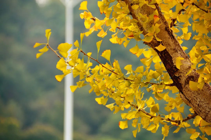 《西京杂记》中记西汉时的宫人贾佩兰称:"九月九