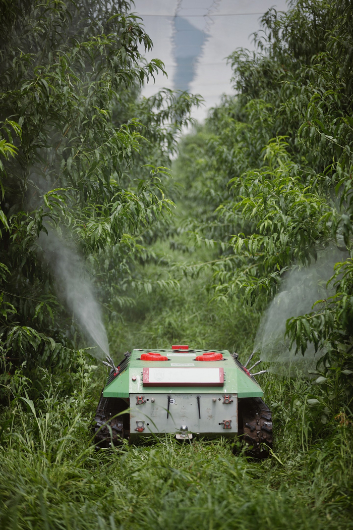 8月8日，平谷区峪口镇未来果园博士农场，“小坦克”奔跑在两排桃树中间，对果树进行施药养护。新京报记者 薛珺 摄