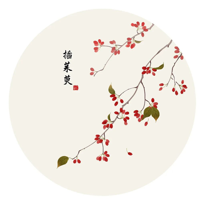 李敬孝说,木本茱萸有吴茱萸,山茱萸,食茱萸之分,都是著名中药.