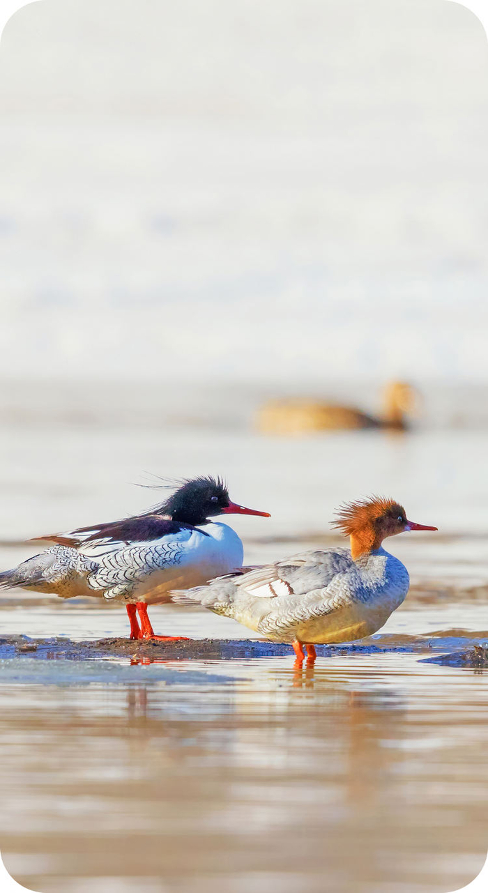 中国进行一项新的研究,并在无意之间获取了一种他从未见过的禽类标本