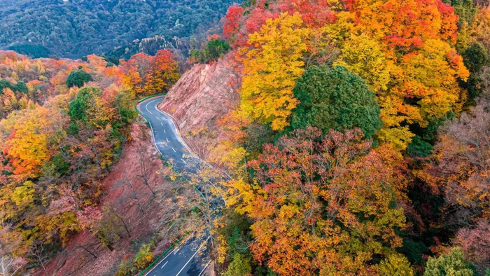 ▲四川巴中，米仓山景区秋景。图据视觉中国
