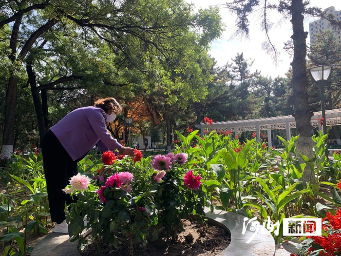 有人欣赏大丽花。白君 陈佳 摄