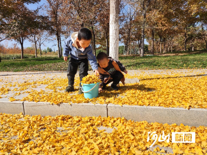 孩子们收集银杏叶。白君 陈佳 摄