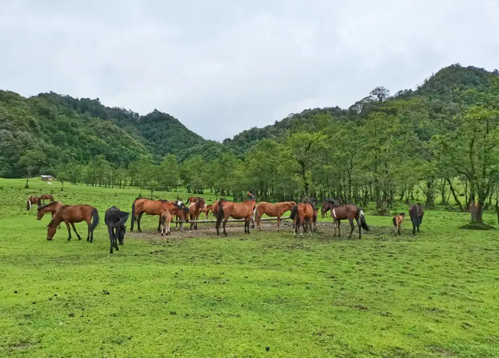 谁来保护"腾冲马"?|腾冲|腾冲市|自治_新浪新闻