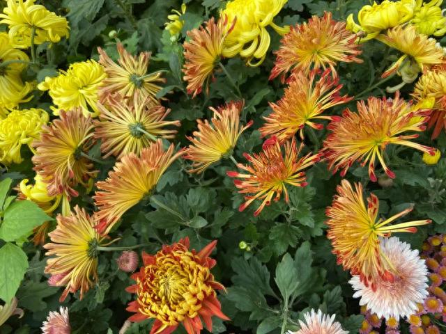 免费观赏2023成都菊花展开幕持续近一个月