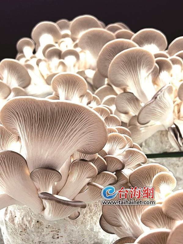 科技苑牛蘑菇,蘑菇牛农场怎么做