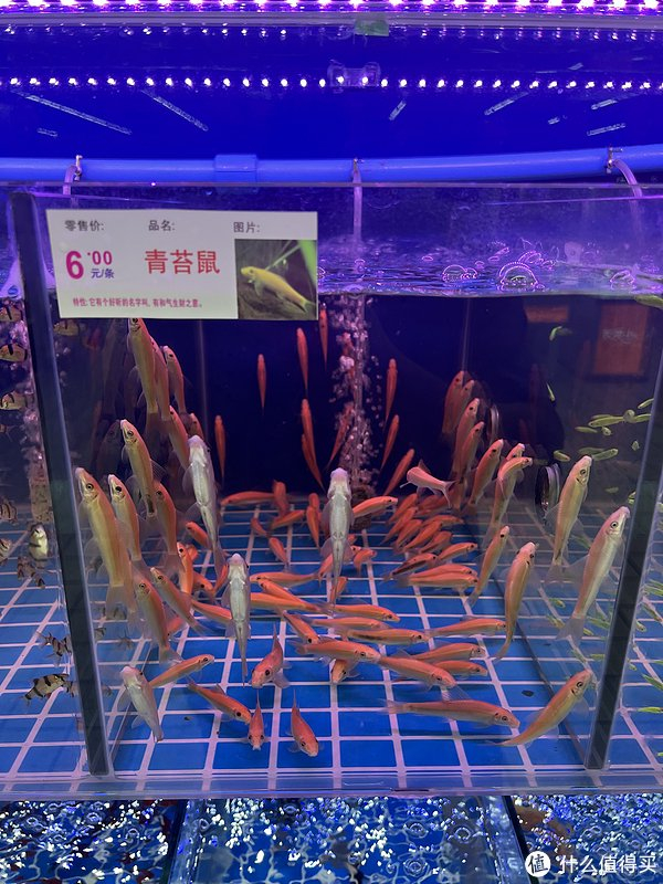 大润发超市居然卖起了观赏鱼