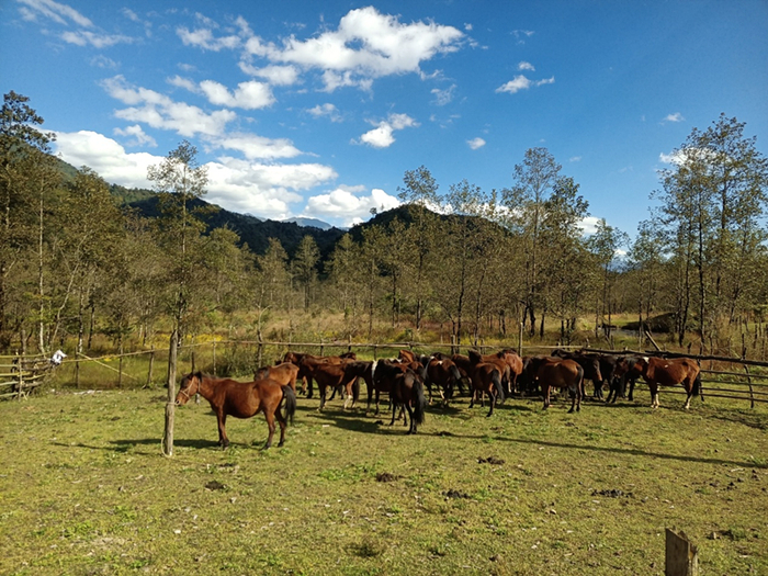 谁来保护"腾冲马"?|腾冲|腾冲市|自治_新浪新闻