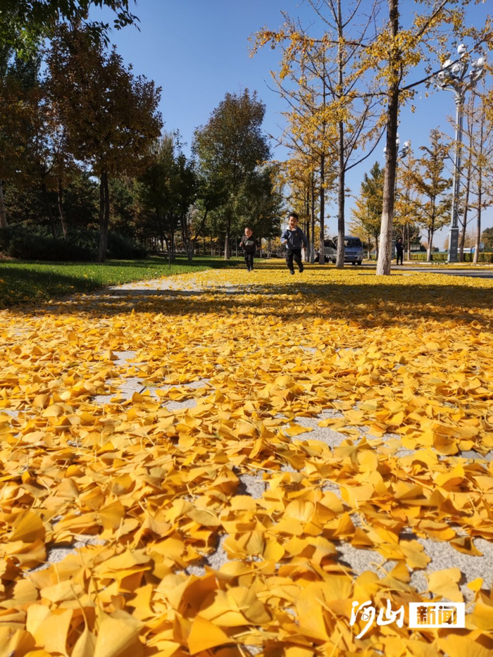 满城尽带黄金甲。白君 陈佳 摄