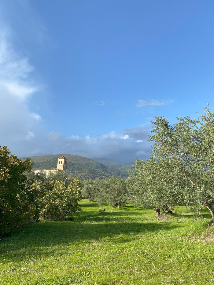 位于西班牙阿维拉省Candeleda村的橄榄园 拍摄/黄玉璐