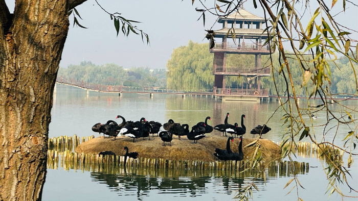 大美湿地 润泽齐鲁|来台儿庄运河国家湿地公园 漫游江北水乡|湿地