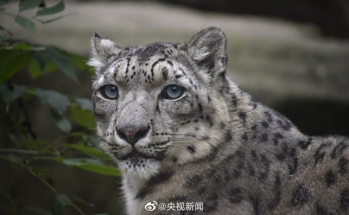 △作为祁连山的旗舰物种，雪豹是国家一级重点保护野生动物，也是生态系统完整性的重要标志。