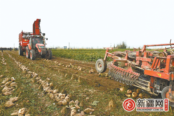 10月21日，新疆千亩甜菜示范田采收现场。（受访者供图）