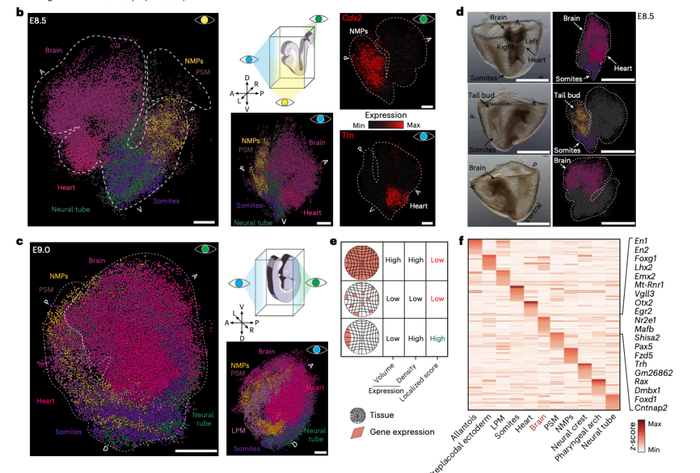 图丨使用 Slide-seq 通过空间坐标对胚胎范围内的基因表达进行分析（来源：Nature Genetics）