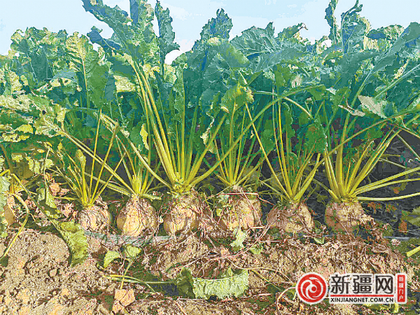 获得高产纪录的示范田里种植的甜菜。（受访者供图）