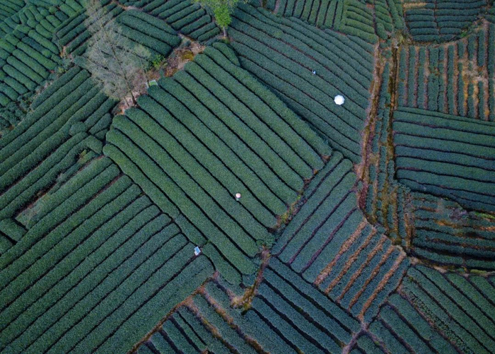 邛崃夹关的茶田