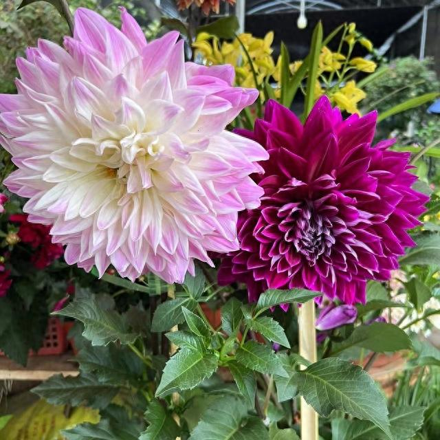 种大丽花,有一个技巧,开花不停,花朵多又大,种院子里美极了__财经头条