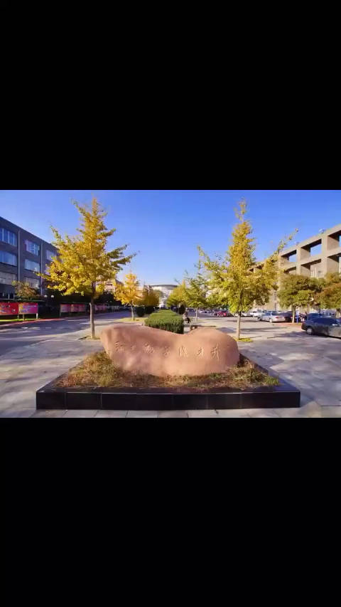 从来银杏不负秋,又是一年黄叶飘……__财经头条