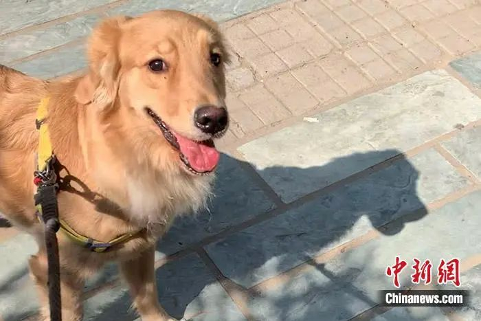 资料图：宠物狗。受访者供图