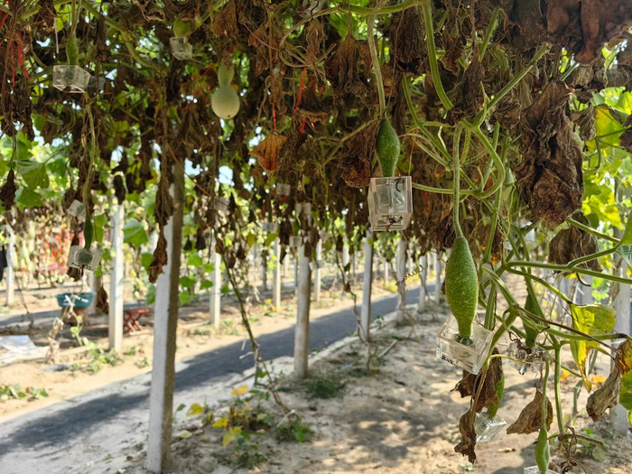 　　范制葫芦种植基地的葫芦藤。新华社记者张力元 摄