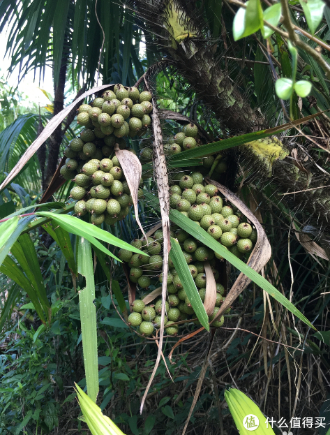 我每天吃的居然是菩提子?浅谈男女皆可盘的菩提子|菩提|核桃_新浪新闻