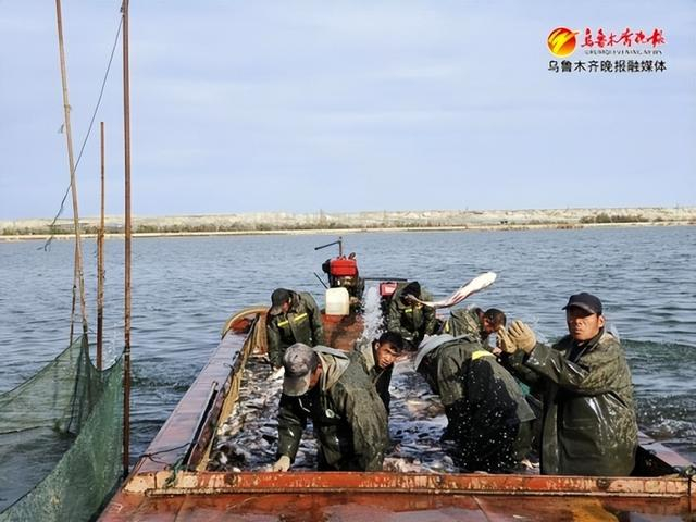 　　在阿勒泰地区福海县阿尔达乡阿尔达村，养殖户正在捕捞海鲜水产品。记者王丽丽摄