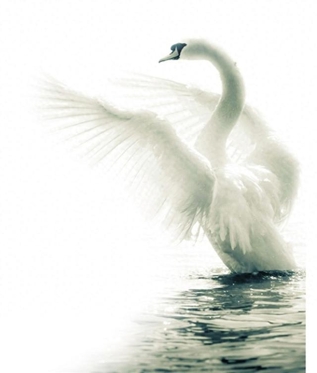 白天鹅汾河之畔首次惊艳起舞 世界级芭蕾舞团演绎芭蕾舞剧《天鹅湖》