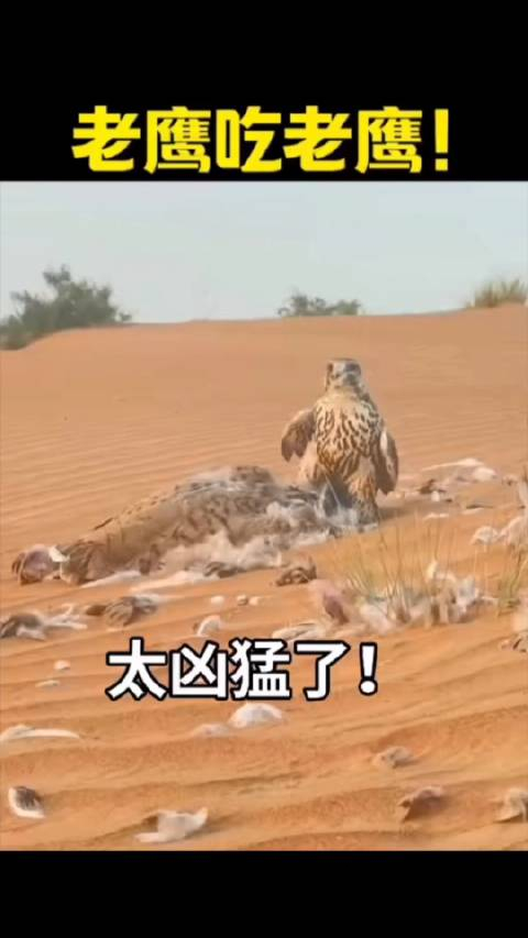 老鹰吃老鹰