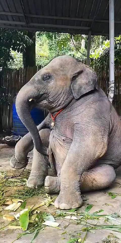 一只自娱自乐的大象竟然跟个人似的