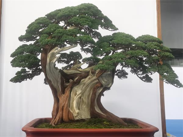 中国鼎·中国盆景国家大展在如皋开展,303盆匠心作品夺人眼球|非遗