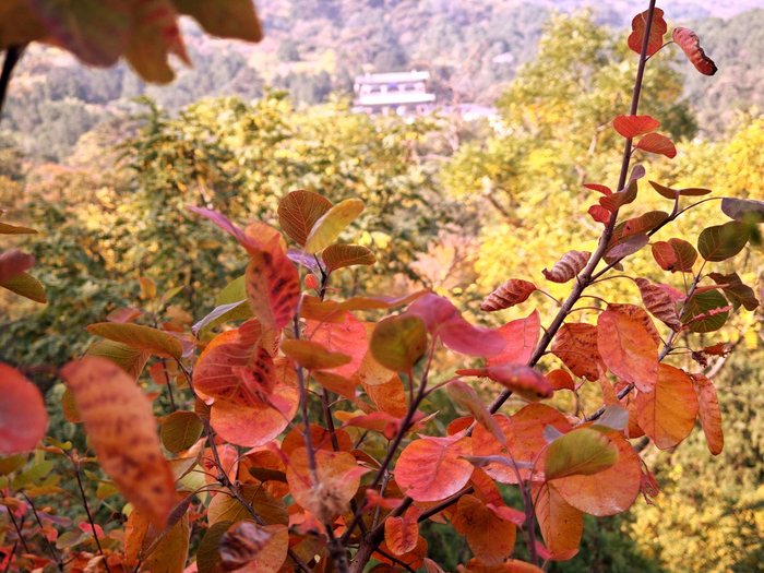 香山叶正红!香山公园迎来客流高峰|银杏|香山公园|赏红叶_新浪新闻