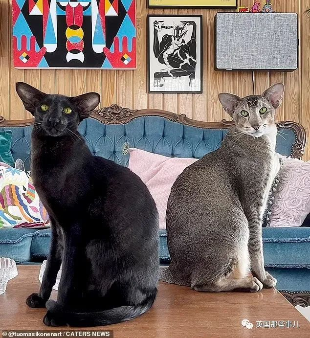 长得黑豹又像蝙蝠.这只"四不像"黑猫,画风有点帅啊