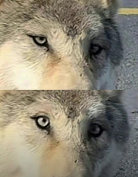 甚至眼神都已经变得更加清澈,表情也越来越像狗了.