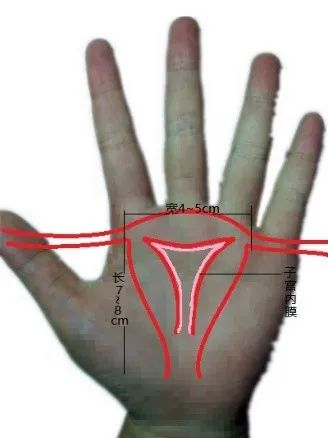 子宫示意图。图片来源：作者制作