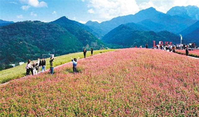 蓝田县九间房镇峪口村荞麦岭上小小荞麦花开成了致富花