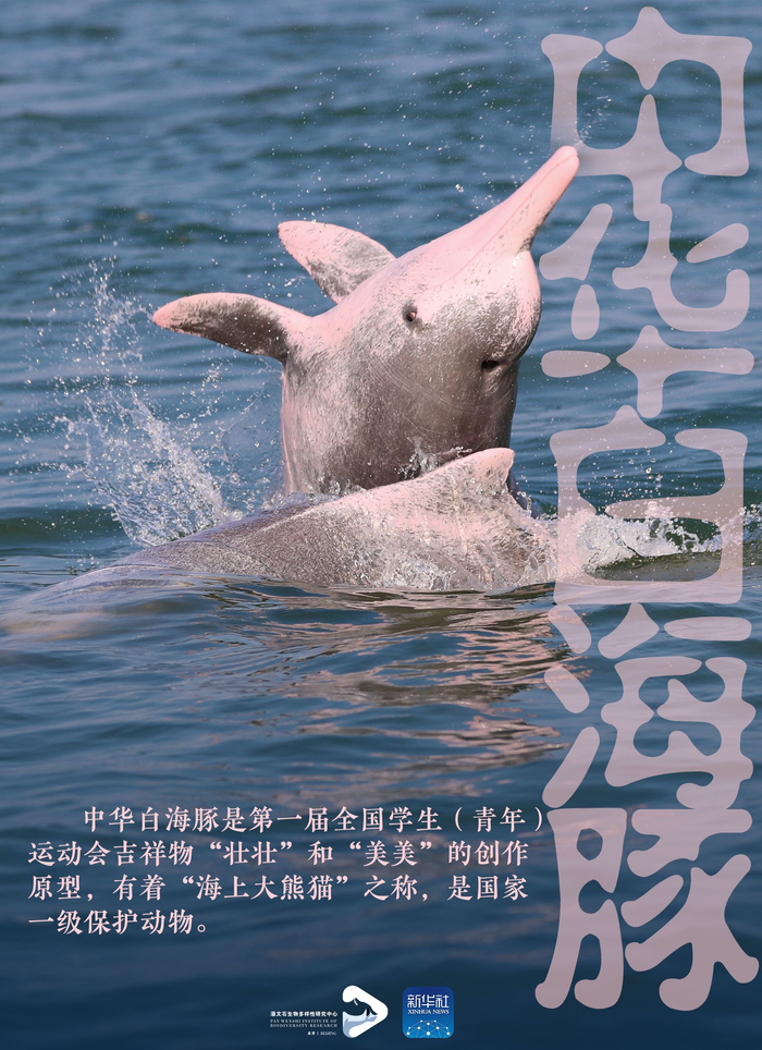 这是首届学青会吉祥物|三娘湾|中华白海豚|吉祥物_新浪新闻