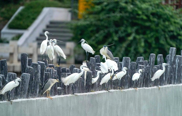 环境美生态优产业兴美丽河湖厦门筼筜湖如何蝶变而成