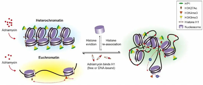 图丨阿霉素诱导的染色质重组模型（来源：Nature Communications）