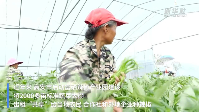 江西高安小辣椒走出致富大产业