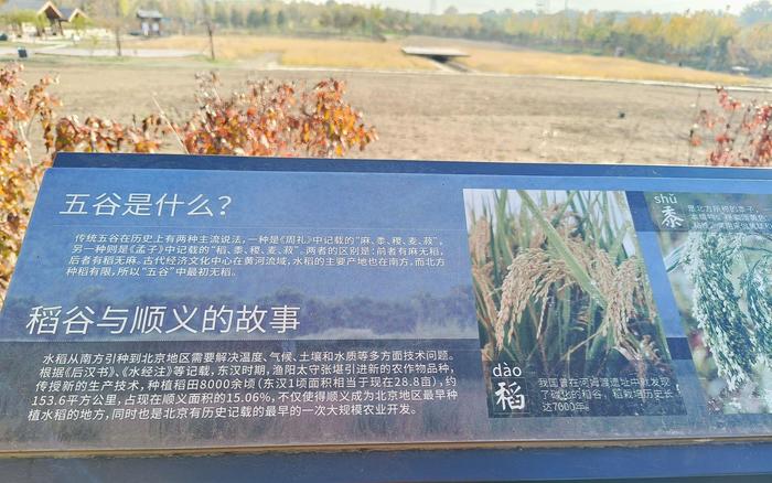 温榆河公园顺义一期里的“晴耕雨读”景区。新京报记者 叶红梅 摄
