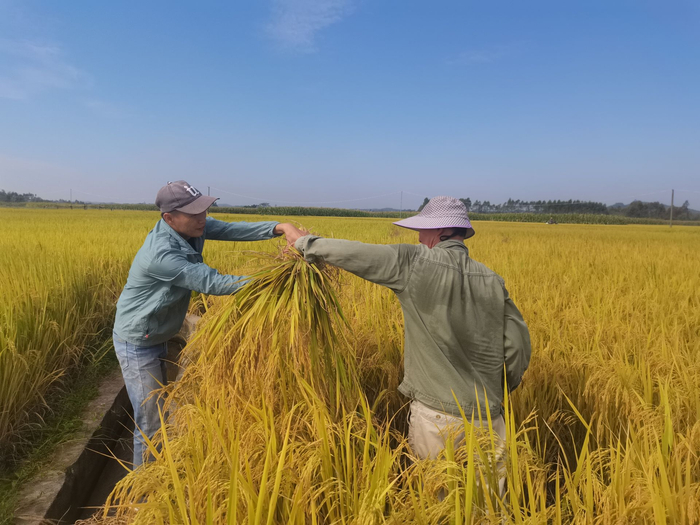 武鸣区陆斡镇旱地改水田项目喜迎丰收