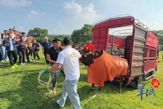 图集|"村ba"冠军牛到货中山沙溪|中山市_新浪新闻